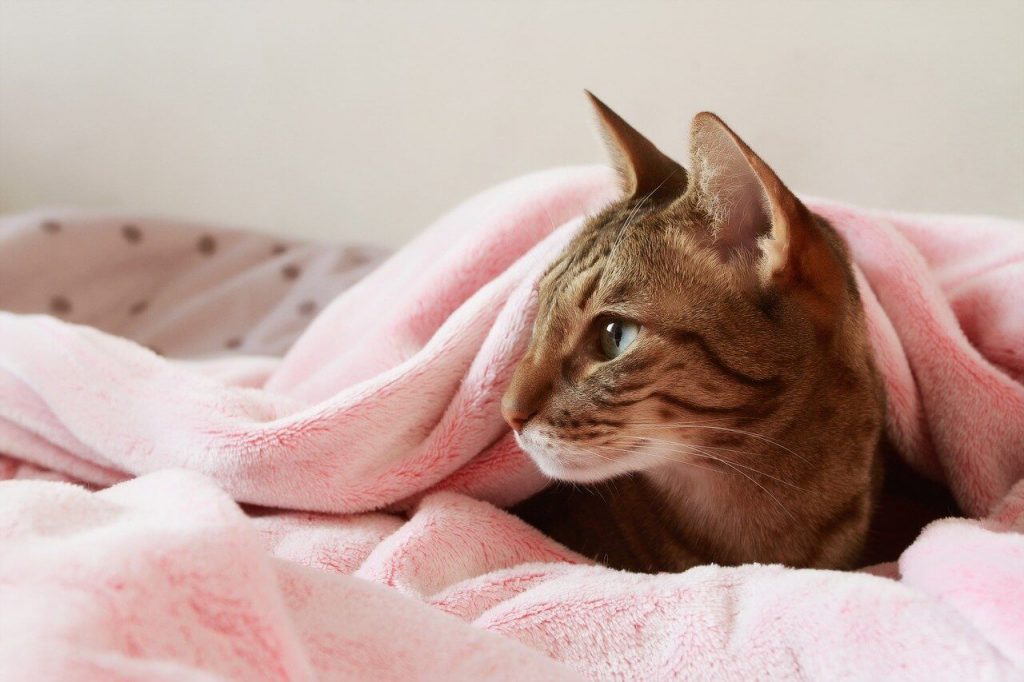 why cats lick blankets