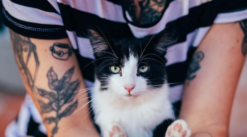 Gifts for Cat Lovers Under $10