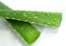 Is Aloe Safe for Cats