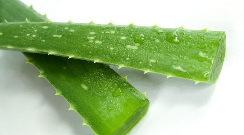 Is Aloe Safe for Cats