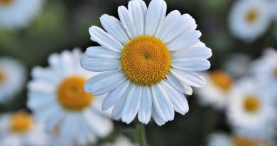 Is Chamomile Safe for Cats