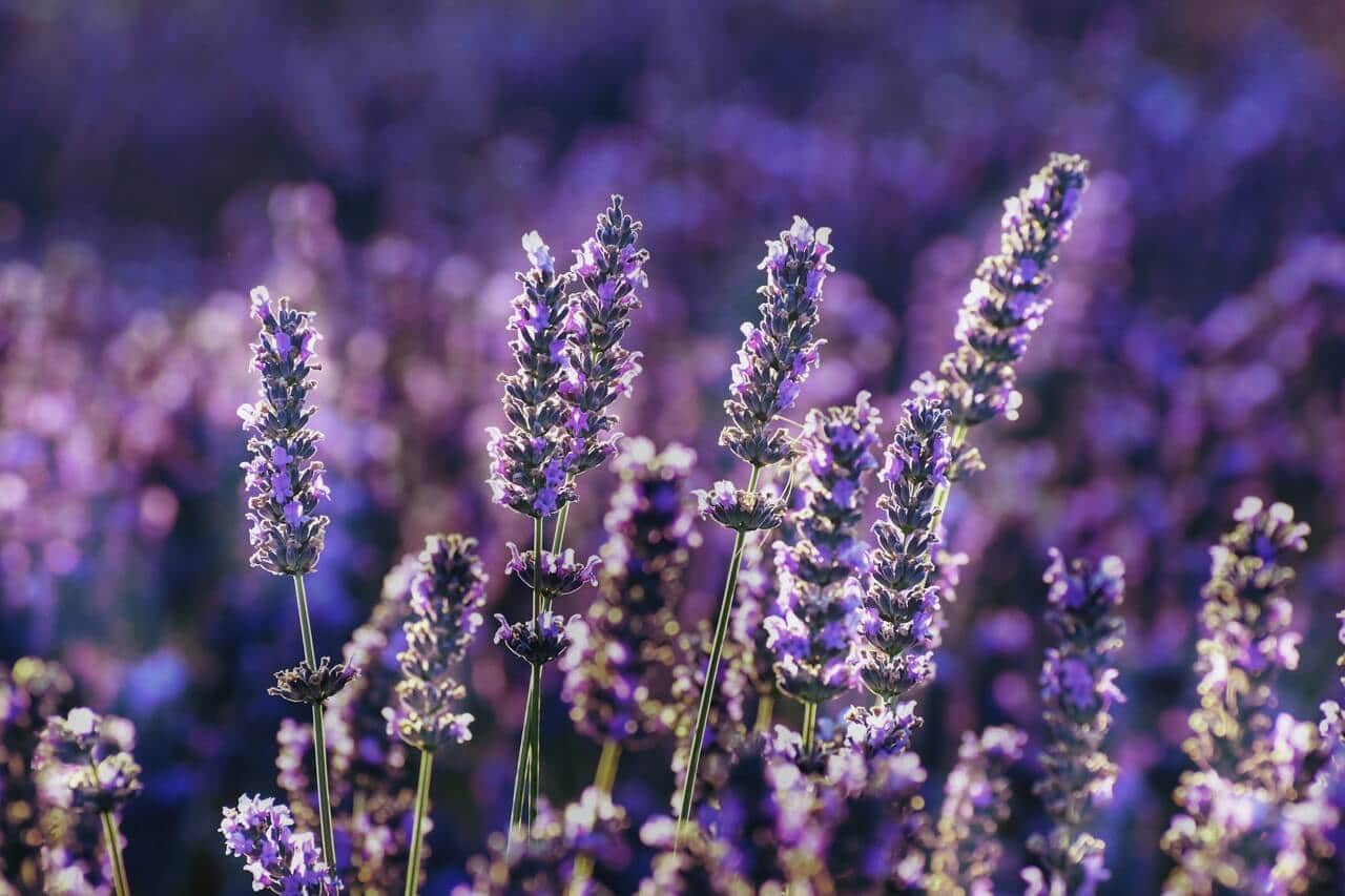 Is Lavender Safe for Cats