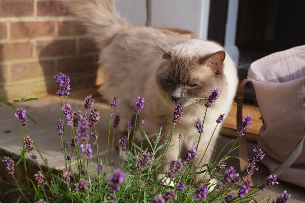 cat smelling lavender