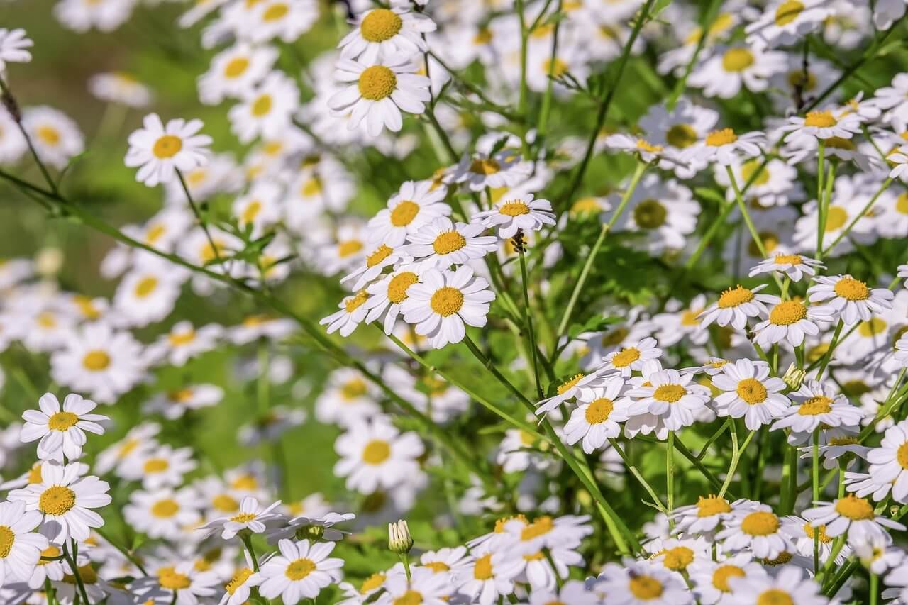 Is Chamomile Safe for Cats? (Everything You Need to Know!)