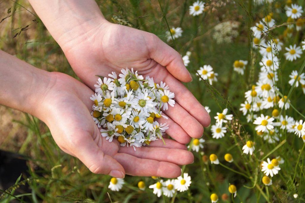 cut chamomile flowers hold in the hands