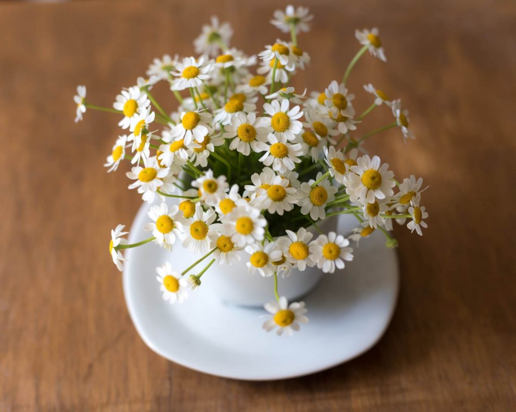 cut chamomile flowers in the house