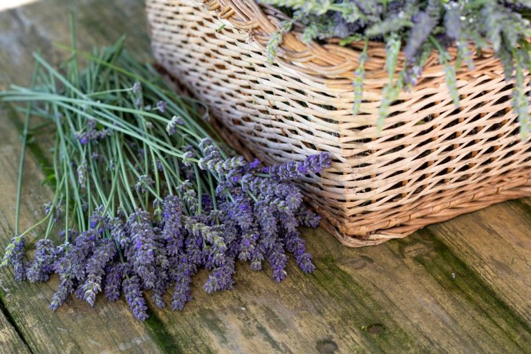 Is Lavender Safe for Cats? (Everything You Need to Know!)