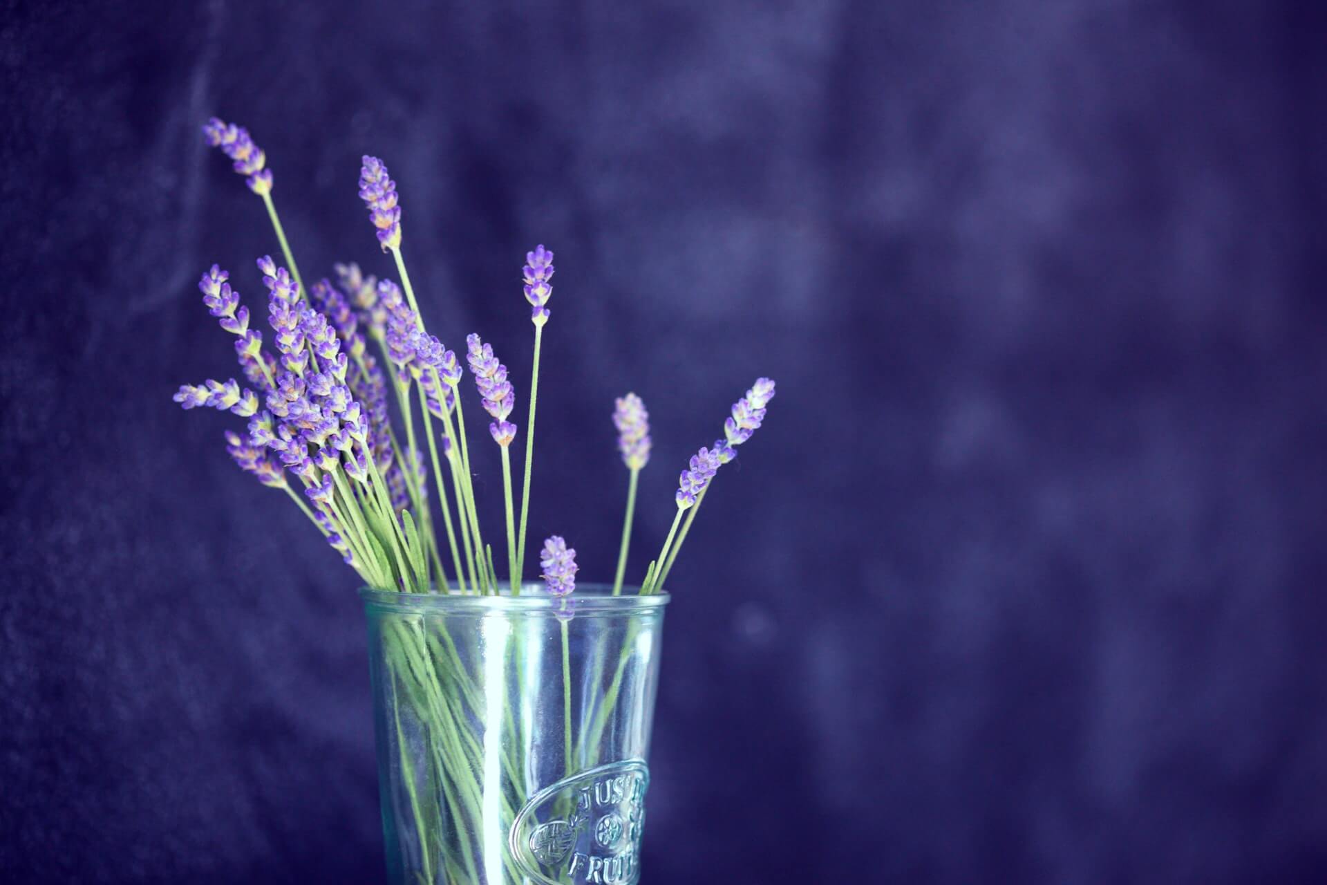 Is Lavender Safe for Cats? (Everything You Need to Know!)