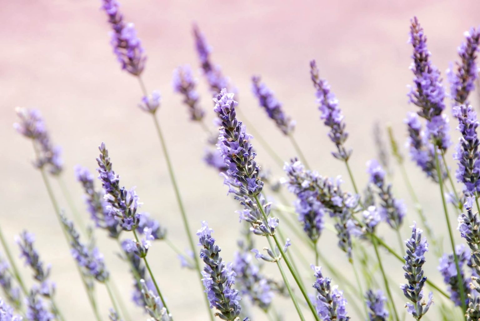 Is Lavender Safe for Cats? (Everything You Need to Know!)